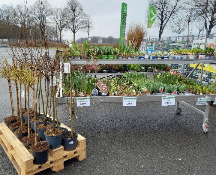 20240424 Barnstorf Planzen 2